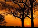 Elm_Trees_at_Sunset,_Illinois.jpg