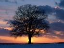 Lone_Tree_at_Sunset_.jpg