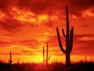 Burning_Sunset,_Saguaro_National_Park__Arizona.jpg